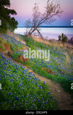 Bluebonnets at Grapevine Lake in North Texas Stock Photo