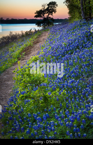 Bluebonnets at Grapevine Lake in North Texas Stock Photo