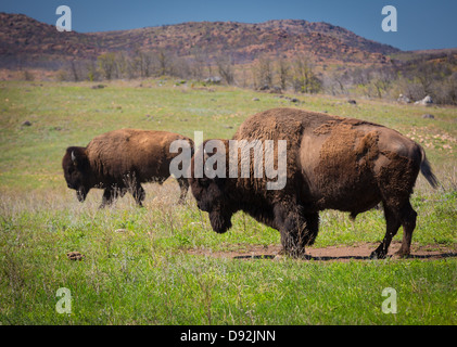 Roaming bison in Wichita Mountains Wildlife Refuge, Oklahoma Stock Photo