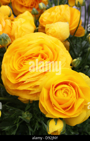 Yellow begonia flowers in summer season Stock Photo