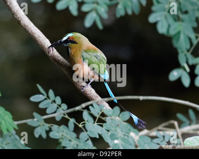 Turquoise-Browed Motmot (Eumomota Superciliosa) on a Tree Branch Holding a Worm, Yucatan, Mexico