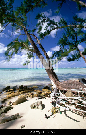 Caribbean Beach Trees, Rum Point, Grand Cayman Island, British West Indies Stock Photo
