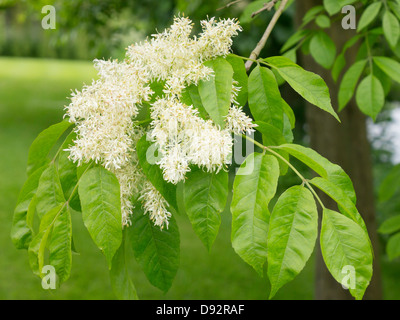 Leaves and blossom detail of a Manna or Flowering Ash tree (Fraxinus ornus) Stock Photo