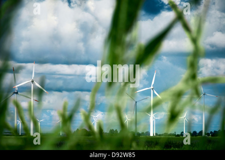 Wind turbines with blades of grass in foreground, Schleswig-Holstein, Germany Stock Photo