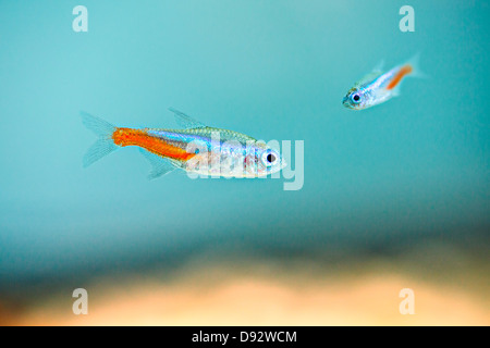 Aquarium Fish Tropical Animal Neon Glow Icon Illustration Stock