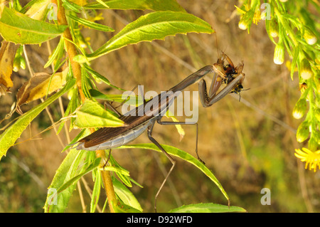 Praying Mantis, European Mantis, Mantis religiosa Stock Photo