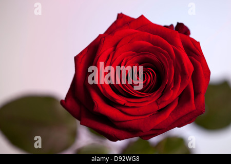 A rose in bloom against a pastel background Stock Photo