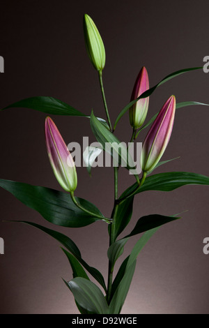 An Easter Lily (Lilium Longiflorum) plant with four buds waiting to bloom Stock Photo