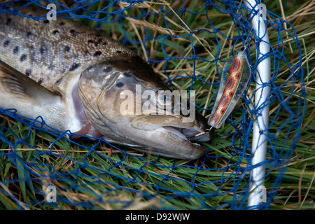 Close up dead fish fishing hook hi-res stock photography and