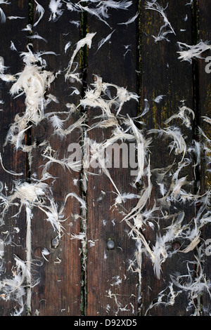 Recently plucked goose feathers on a rustic wooden table Stock Photo