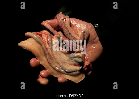 A man holding the innards of a dead goose, close-up of hand Stock Photo