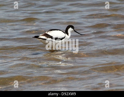 Close-up of a Pied Avocet (Recurvirostra avosetta) foraging on the Spanish coast Stock Photo