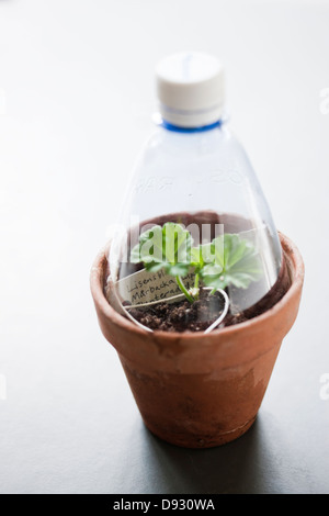 Geranium in pot covered by cut plastic bottle Stock Photo