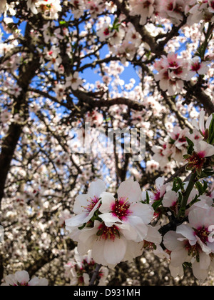 Trees blossoming in orchard Stock Photo