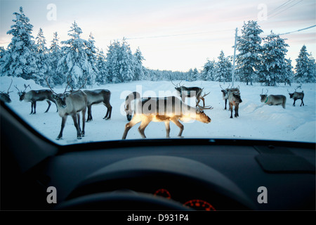 Reindeer on winter road seen through car windshield Stock Photo