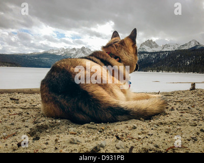 Dog sitting in snowy field Stock Photo