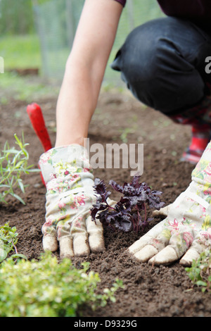 Woman planting herbs Stock Photo
