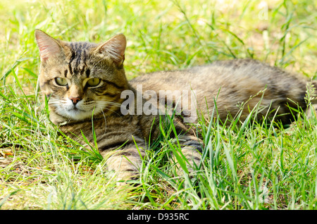 European Shorthair striped cat lying in the grass Stock Photo