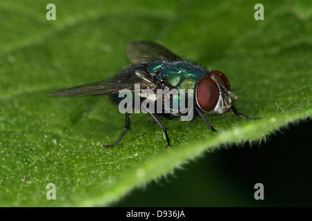 A common green bottle fly, close-up, Sweden. Stock Photo