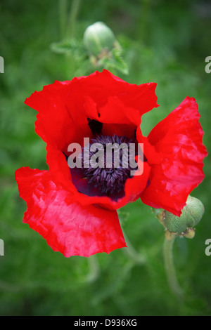Oriental poppies are among the most flamboyant of the early summer flowers, with enormous, often frilly double flowers Stock Photo