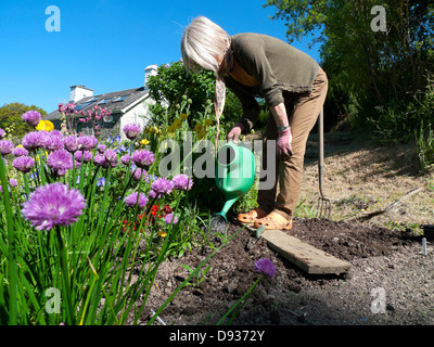 Older senior woman watering garden with watering can transplanting seedlings in flower border with chives flowers blooming Wales UK KATHY DEWITT Stock Photo