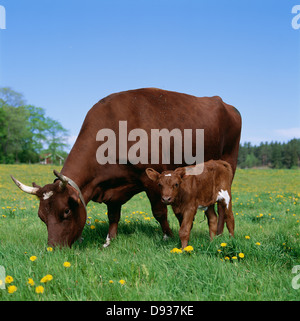 Cow and calf in meadow Stock Photo