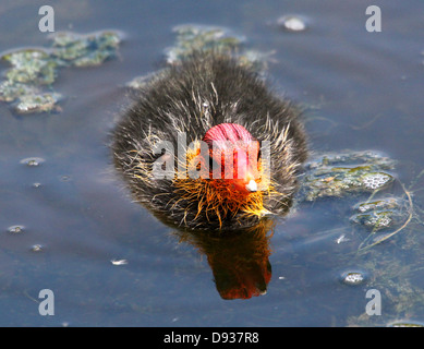 Baby Eurasian Coot (Fulica atra) swimming at close range Stock Photo