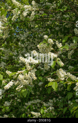 FLOWERS OF THE BIRD CHERRY [Prunus padus] TREE IN SPRING SCOTLAND Stock Photo