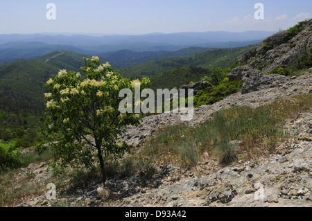 Manna Ash, Fraxinus ornus, View from Kapsaló Rock, Dadia Highland, Thrace, Greece Stock Photo