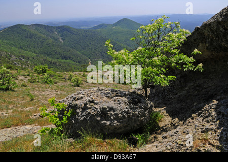 Manna Ash, Fraxinus ornus, View from Kapsaló Rock, Dadia Highland, Thrace, Greece Stock Photo