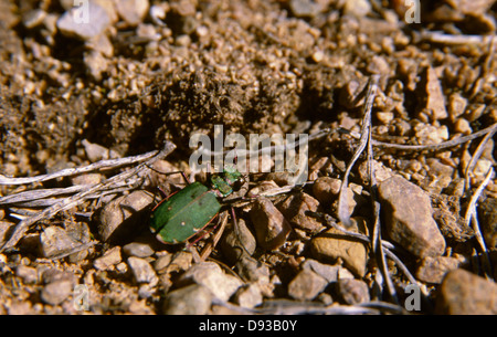 Bug on soil, close-up Stock Photo