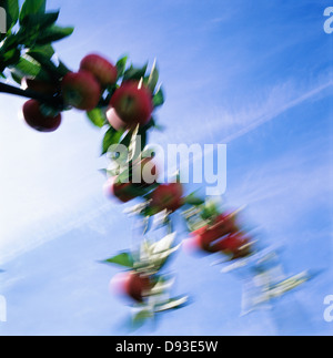 Fruit on branch, blurred motion Stock Photo