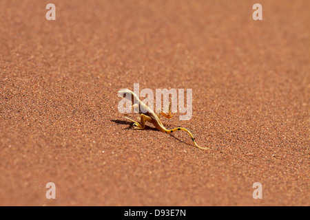 Shovel Snouted Lizard Meroles Anchietae Namib Desert Namibia April Stock Photo Alamy