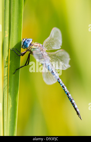 Perched male Southern Migrant Hawker (Aeshna affinis) Stock Photo