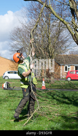 A forestry worker trims a tree in the forest Stock Photo - Alamy