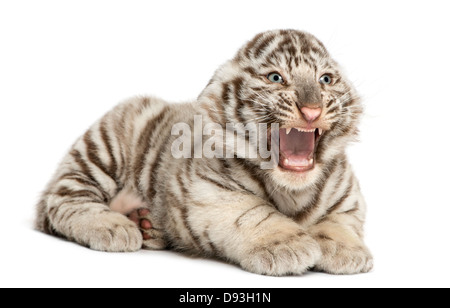 White tiger cub, Panthera tigris tigris, 2 months old, roaring and lying in front of white background Stock Photo