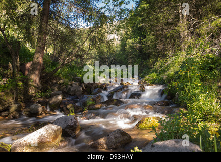 Nature of green trees and river in Almaty, Kazakhstan,Asia Stock Photo