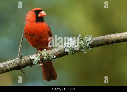 View of Cardinal bird on tree branch Stock Photo