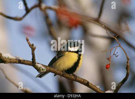View of titmouse perching on tree Stock Photo