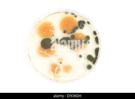 various fungi on agar plate over white background Stock Photo