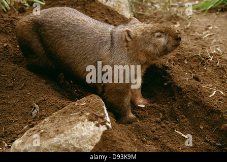 Wombat in zoo, close-up Stock Photo