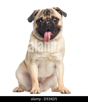 Pug, 1 year old, sitting and panting against white background Stock Photo