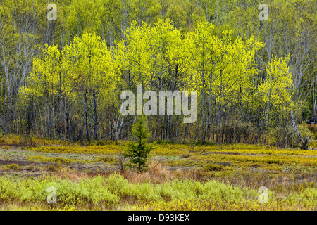 A hillside of aspen birch and spruce with emerging spring leaves at the edge of a meadow Greater Sudbury Ontario Canada