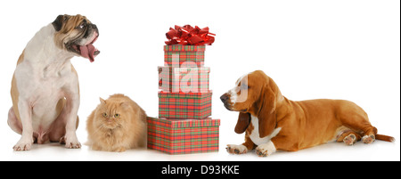 christmas pet - two dogs and a cat sitting beside a stack of presents isolated on white background Stock Photo