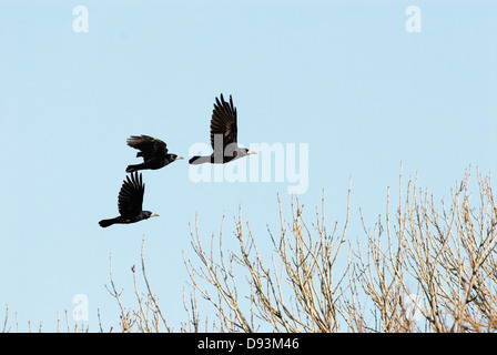 Rook flying mid-air Stock Photo