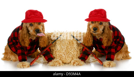 hunting dogs - two american cocker spaniels dressed up in plaid shirts with hunting guns isolated on white background Stock Photo
