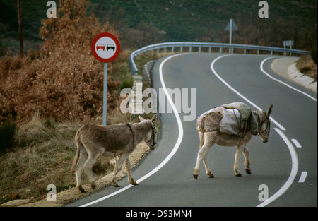 Donkeys crossing road Stock Photo