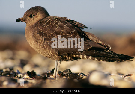 Bird standing, side view, close-up Stock Photo