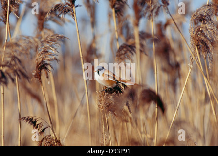 Bird perching among reeds Stock Photo