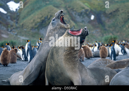 Two elephant seals fighting. Stock Photo